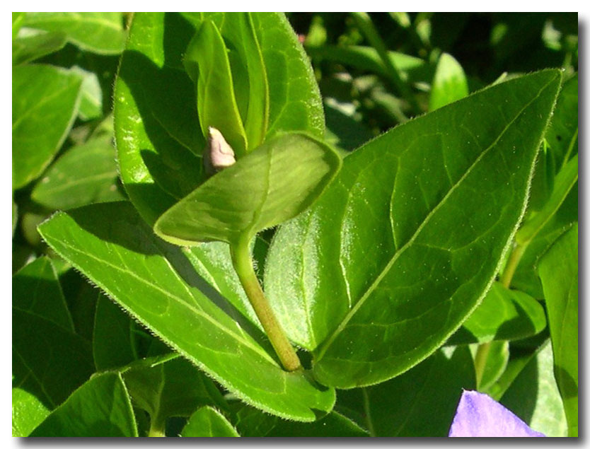 Vinca major & minor / Pervinca maggiore e minore